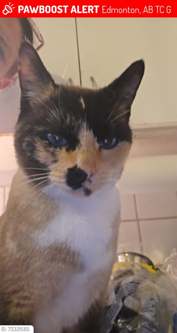 Lost Female Cat last seen Near ave nw and 78st nw, Edmonton, AB T5C 1G1