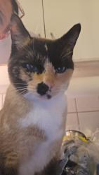 Lost Female Cat last seen Near ave nw and 78st nw, Edmonton, AB T5C 1G1