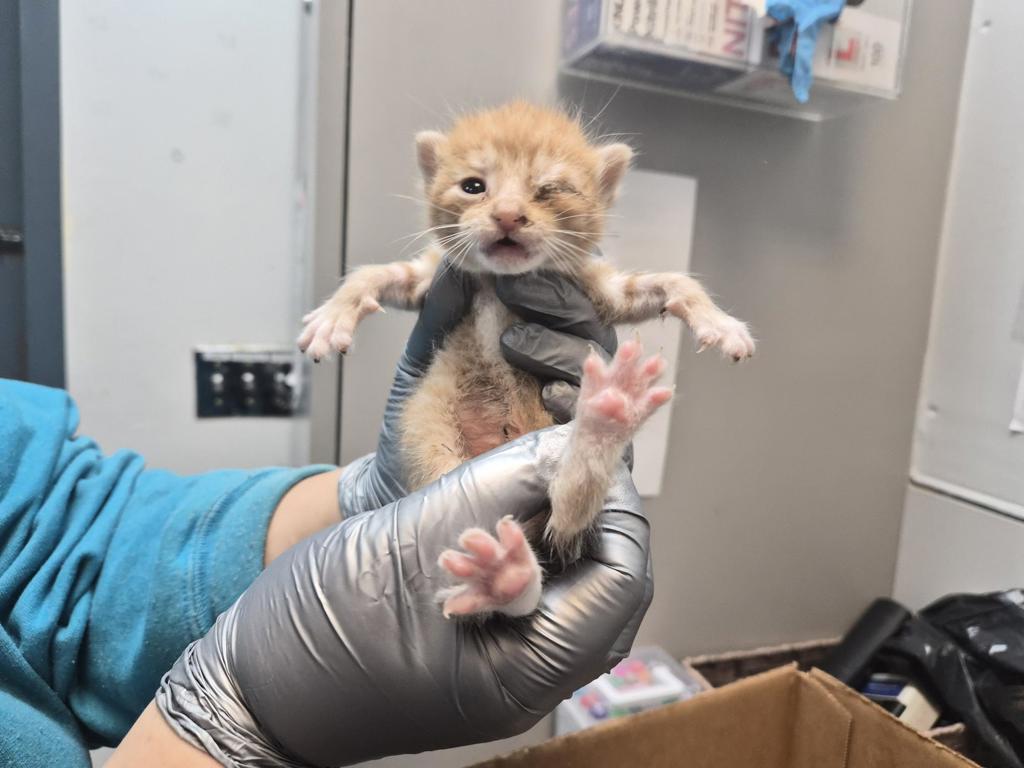 Shelter Stray Male Cat last seen Near Tinton Avenue, BRONX, NY, 10456, 326 E 110th St, New York, NY 10029, USA