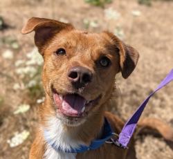 Shelter Stray Male Dog last seen CHINOOK LANDING, TROUTDALE, OR, 97060, 1700 W Historic Columbia River Hwy, Troutdale, OR 97060, USA