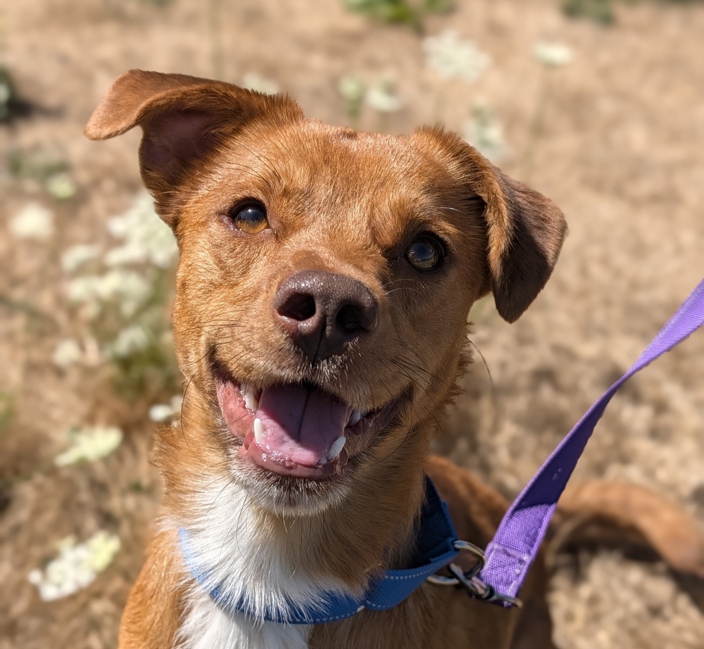 Shelter Stray Male Dog last seen CHINOOK LANDING, TROUTDALE, OR, 97060, 1700 W Historic Columbia River Hwy, Troutdale, OR 97060, USA
