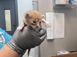 Shelter Stray Female Cat last seen Near Tinton Avenue, BRONX, NY, 10456, 326 E 110th St, New York, NY 10029, USA