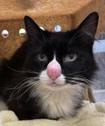 Shelter Stray Female Cat last seen 122nd / Marine Drive, PORTLAND, OR, 97220, 1700 W Historic Columbia River Hwy, Troutdale, OR 97060, USA