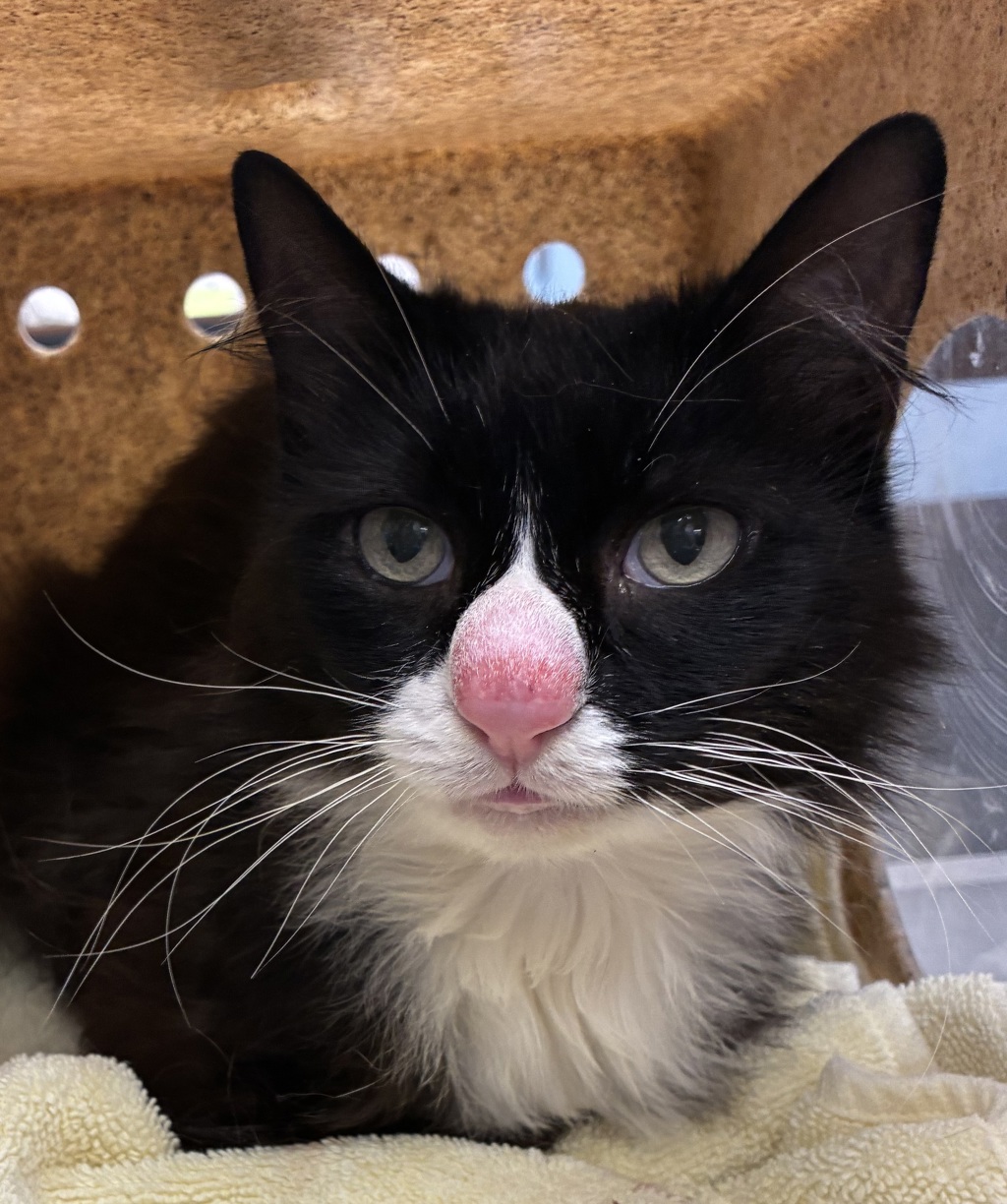 Shelter Stray Female Cat last seen 122nd / Marine Drive, PORTLAND, OR, 97220, 1700 W Historic Columbia River Hwy, Troutdale, OR 97060, USA