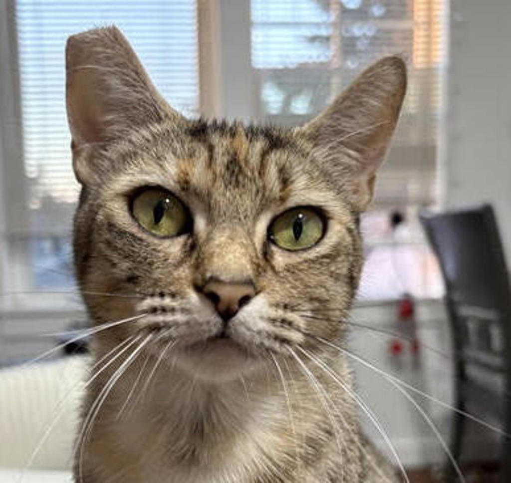 Shelter Stray Female Cat last seen NW 26th Ave & NW Vaughn St, PORTLAND, OR, 97210, 1700 W Historic Columbia River Hwy, Troutdale, OR 97060, USA