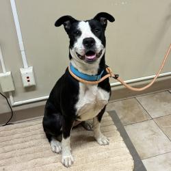 Shelter Stray Female Dog last seen Glisan/162nd, OR, 1700 W Historic Columbia River Hwy, Troutdale, OR 97060, USA