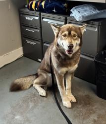 Shelter Stray Female Dog last seen Near S Dewdrops Drive, Kearns Township, UT, 84118, 511 W 3900 S, Salt Lake City, UT 84123, USA