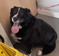 Shelter Stray Male Dog last seen Near S Redwood Road, SALT LAKE CITY, UT, 84104, 511 W 3900 S, Salt Lake City, UT 84123, USA