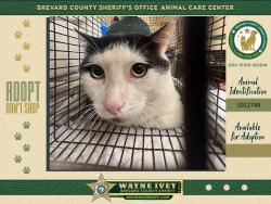 Shelter Stray Male Cat last seen Near W Eau Gallie Boulevard, MELBOURNE, FL, 32934, 5100 W Eau Gallie Blvd, Melbourne, FL 32934, USA