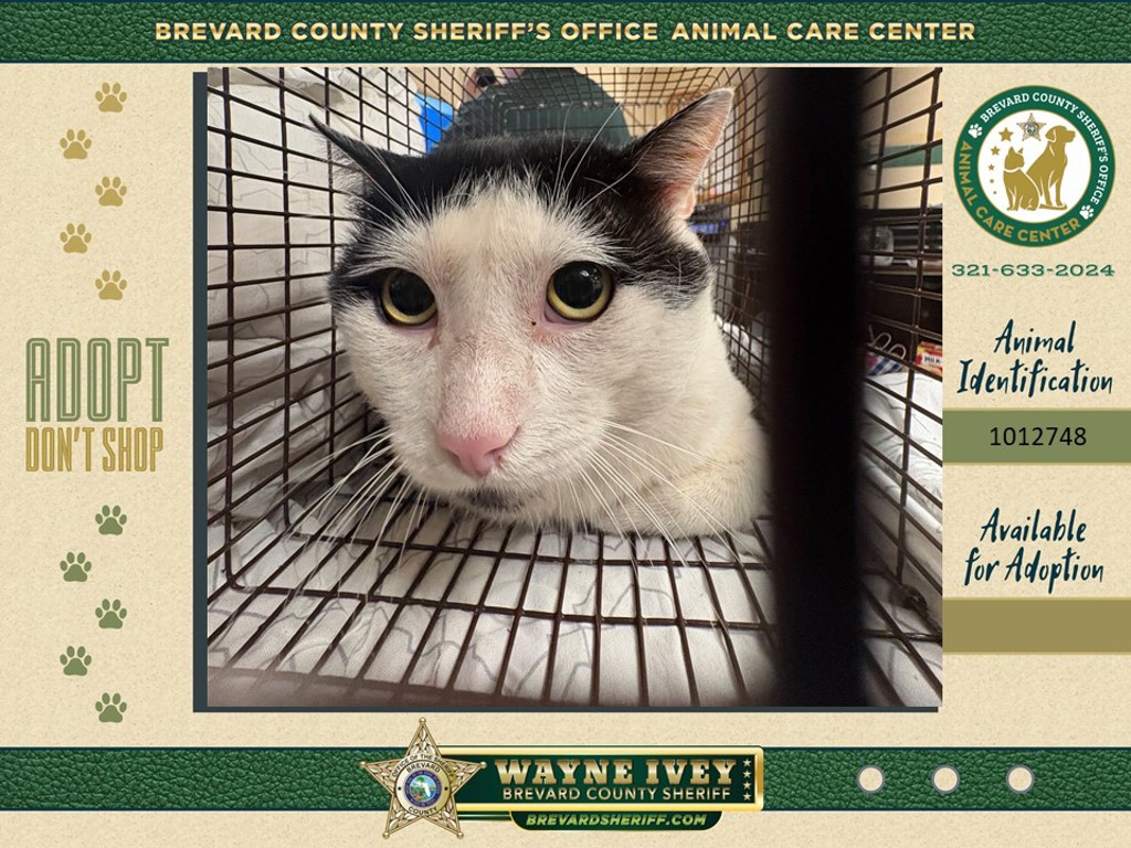 Shelter Stray Male Cat last seen Near W Eau Gallie Boulevard, MELBOURNE, FL, 32934, 5100 W Eau Gallie Blvd, Melbourne, FL 32934, USA