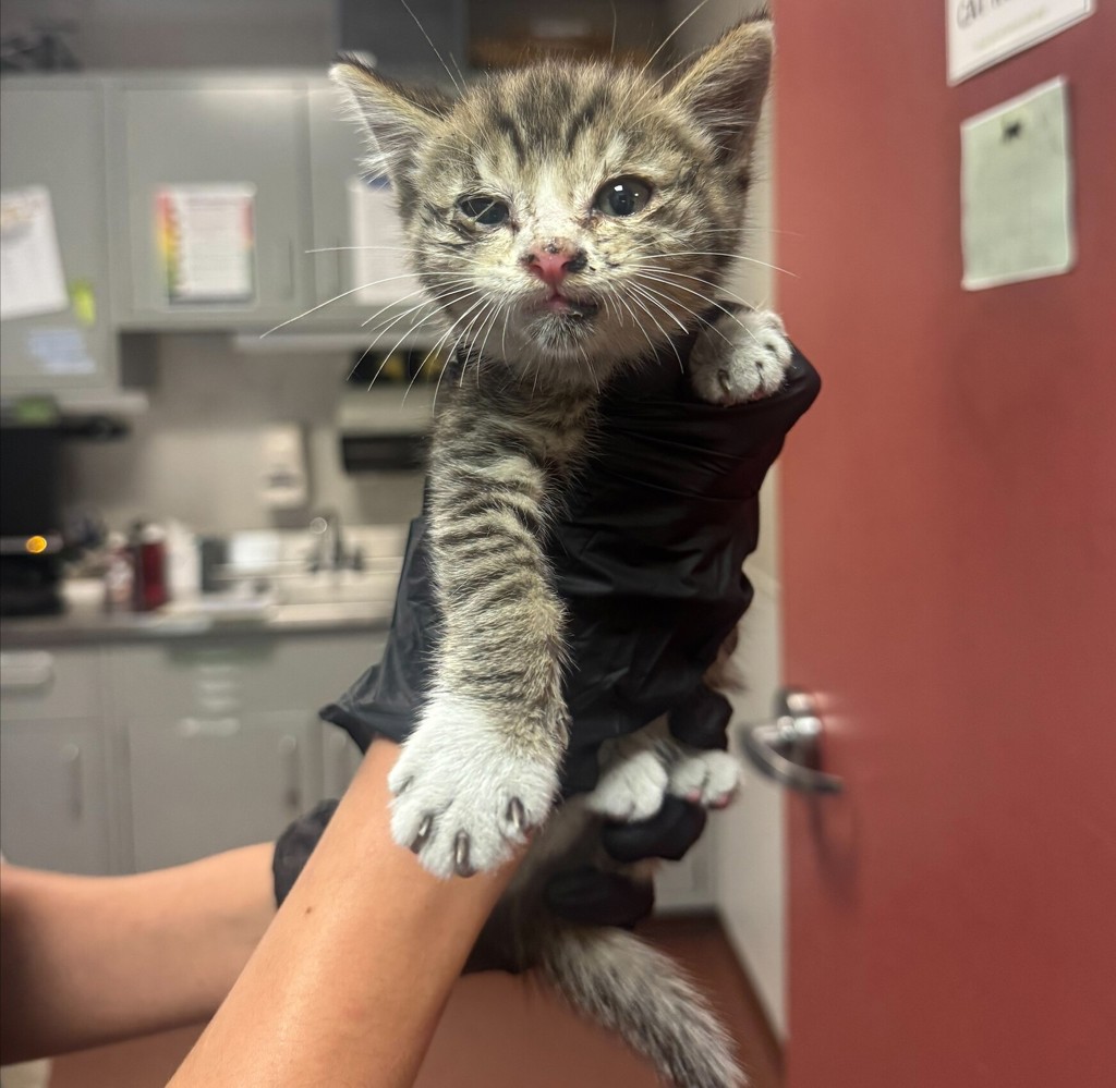 Shelter Stray Female Cat last seen Near 85th Avenue, OAKLAND, CA, 94621, 8323 Baldwin St, Oakland, CA 94621, USA