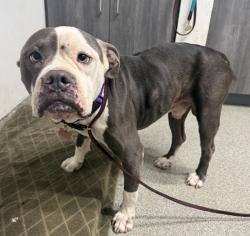 Shelter Stray Male Dog last seen Near Norman Strasse Road, San Marcos, CA, 92069, Escondido, CA 92027, USA