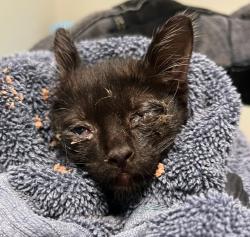 Shelter Stray Male Cat last seen Near Agosto Street, San Diego, CA, 92154, 5500 Gaines St, San Diego, CA 92110, USA
