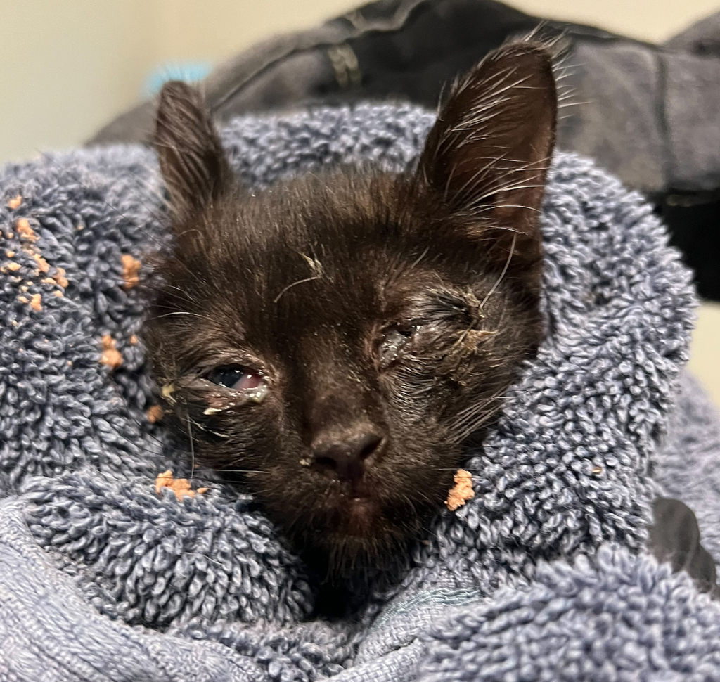 Shelter Stray Male Cat last seen Near Agosto Street, San Diego, CA, 92154, 5500 Gaines St, San Diego, CA 92110, USA