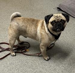 Shelter Stray Male Dog last seen E Lincoln Avenue, Escondido, CA, 92027, Escondido, CA 92027, USA