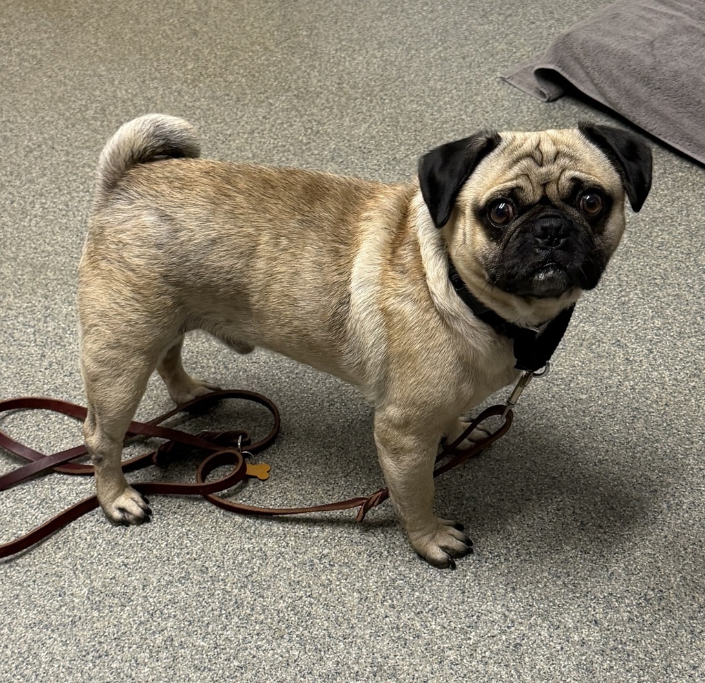 Shelter Stray Male Dog last seen E Lincoln Avenue, Escondido, CA, 92027, Escondido, CA 92027, USA