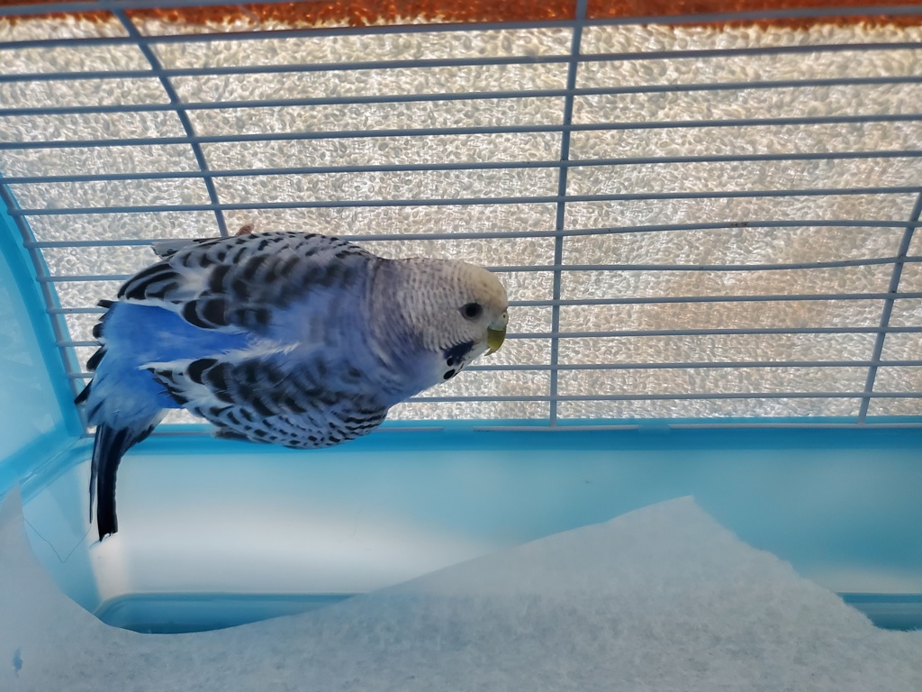 Shelter Stray Male Bird last seen Near N Melrose Drive, Vista, CA, 92083, Oceanside, CA 92058, USA