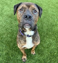 Shelter Stray Male Dog last seen Near E Madison Avenue, El Cajon, CA, 92021, El Cajon, CA 92020, USA