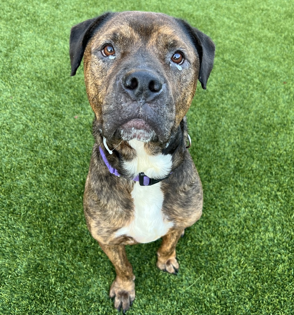 Shelter Stray Male Dog last seen Near E Madison Avenue, El Cajon, CA, 92021, El Cajon, CA 92020, USA