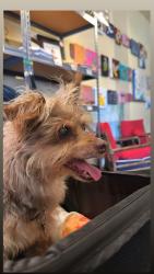 Reunited Female Dog last seen Near Hanson lane, Ramona, CA 92065