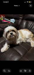 Reunited Female Dog last seen Delilah Ave, Socorro, TX 79927