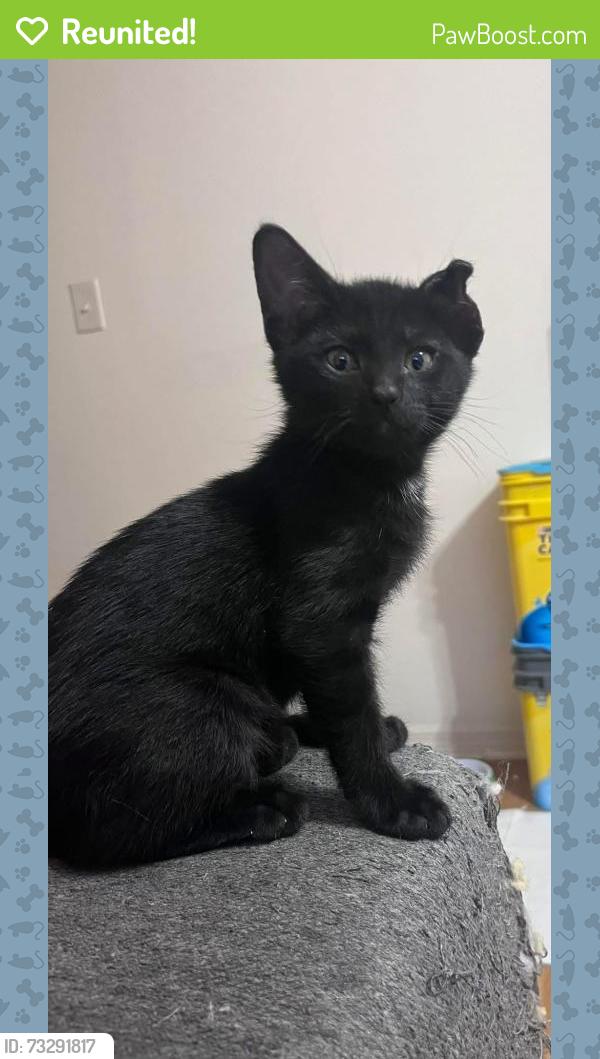 Reunited Female Cat last seen Dairy Rd, Hibiscus, 192, Melbourne, FL 32901