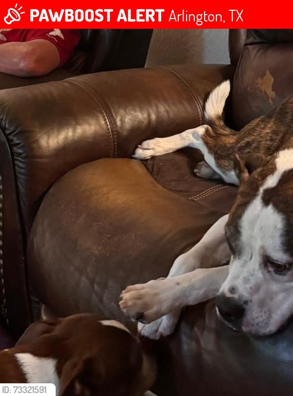 Lost Male Dog last seen Devonshire, Arlington, TX 76015