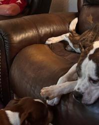 Lost Male Dog last seen Devonshire, Arlington, TX 76015