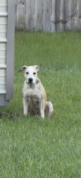 Found/Stray Unknown Dog last seen Yorktown Subdivision, Columbus, GA 31907