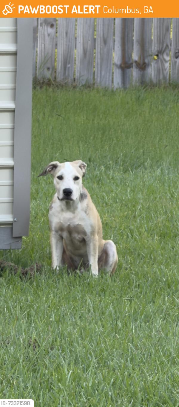 Found/Stray Unknown Dog last seen Yorktown Subdivision, Columbus, GA 31907