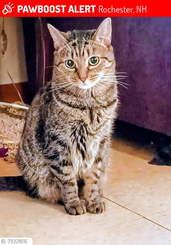 Lost Female Cat last seen Moores Ct & Lafayette St, Rochester, NH 03867