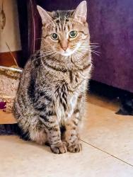 Lost Female Cat last seen Moores Ct & Lafayette St, Rochester, NH 03867
