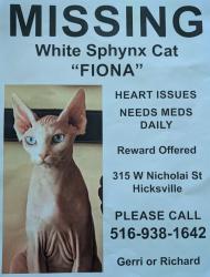 Lost Female Cat last seen Po Lane, Hicksville, NY 11801
