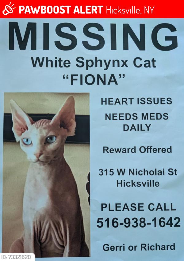 Lost Female Cat last seen Po Lane, Hicksville, NY 11801