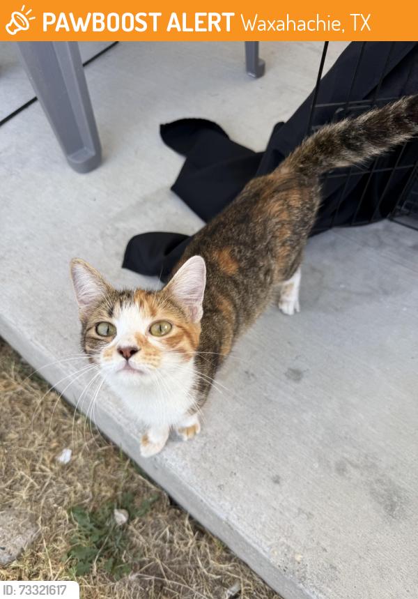 Found/Stray Female Cat last seen Hooky Theater, Waxahachie, TX 75165