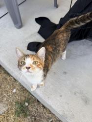 Found/Stray Female Cat last seen Hooky Theater, Waxahachie, TX 75165