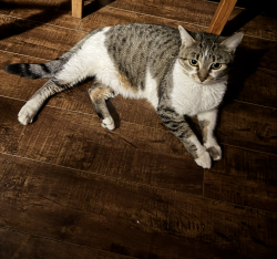 Lost Female Cat last seen RCAF Park, Beaumaris Lake, Veterans Way, Greisbach, Castle Downs R, 153 Ave NW, Edmonton, AB T5E 6N4