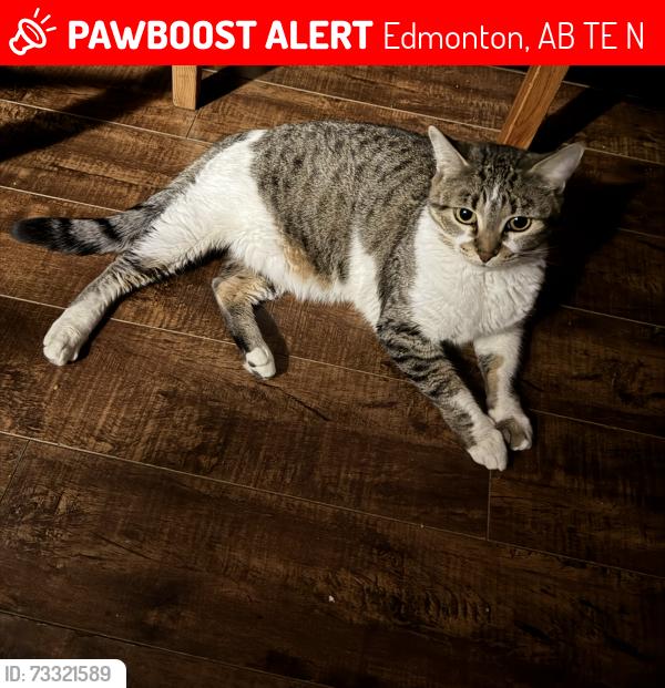 Lost Female Cat last seen RCAF Park, Beaumaris Lake, Veterans Way, Greisbach, Castle Downs R, 153 Ave NW, Edmonton, AB T5E 6N4
