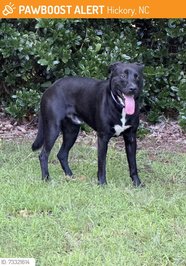 Found/Stray Male Dog last seen Heading towards tennis courts, Hickory, NC 28601