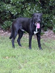 Found/Stray Male Dog last seen Heading towards tennis courts, Hickory, NC 28601