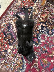 Reunited Male Cat last seen Arlen St and Rowen Ct, Annandale, VA 22003