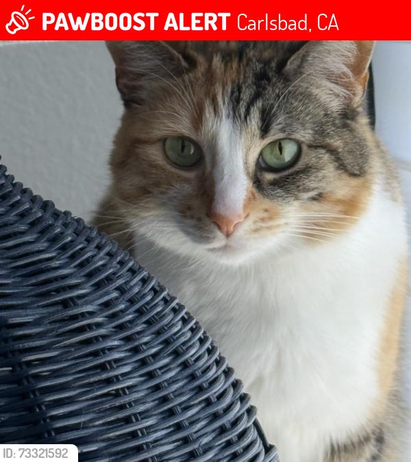 Lost Female Cat last seen Corvidae/ Kestral/ Batiquitos in Aviara, Carlsbad, CA 92011