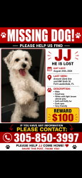 Lost Male Dog last seen Ivory's, Fort Lauderdale, FL 33311