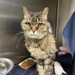 Shelter Stray Female Cat last seen , 361 S Raymond Ave, Pasadena, CA 91105, USA