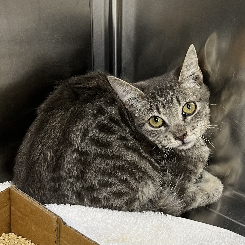 Shelter Stray Male Cat last seen , 4575 E Mesquite Ave, Palm Springs, CA 92264, USA