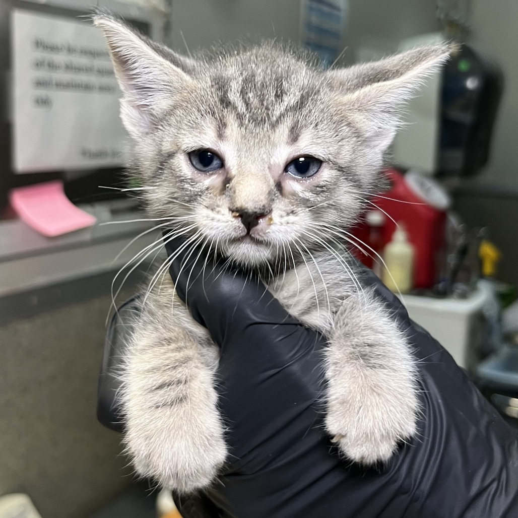 Shelter Stray Female Cat last seen , 4575 E Mesquite Ave, Palm Springs, CA 92264, USA