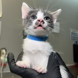 Shelter Stray Male Cat last seen , 4575 E Mesquite Ave, Palm Springs, CA 92264, USA