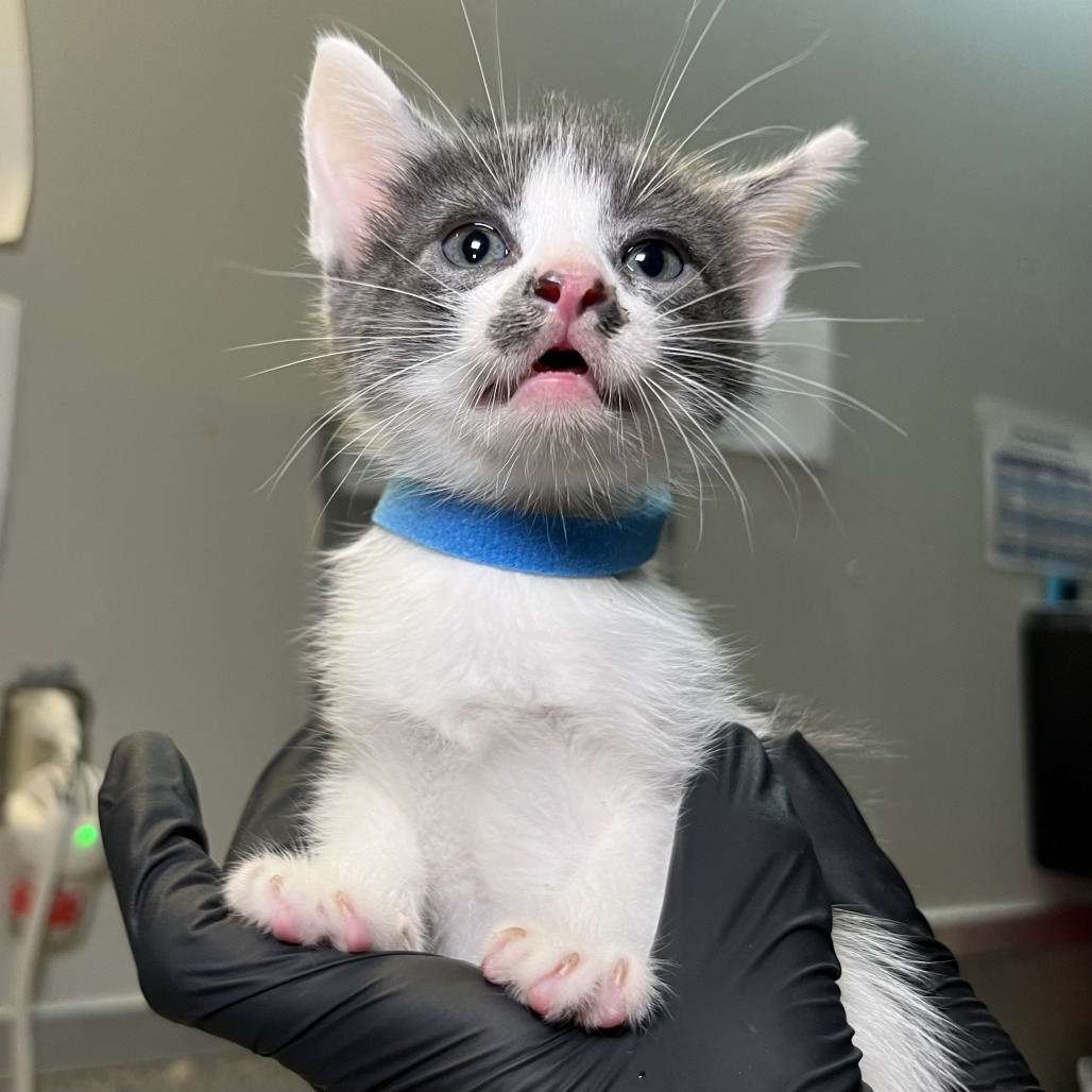 Shelter Stray Male Cat last seen , 4575 E Mesquite Ave, Palm Springs, CA 92264, USA