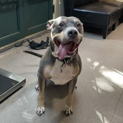 Shelter Stray Female Dog last seen , 361 S Raymond Ave, Pasadena, CA 91105, USA