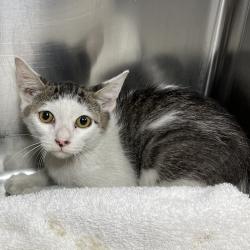 Shelter Stray Male Cat last seen , 4575 E Mesquite Ave, Palm Springs, CA 92264, USA